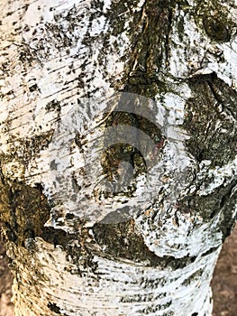 Bark of an old tree that is already covered with fungi, moss and mold.