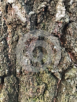 Bark of an old tree that is already covered with fungi, moss and mold.