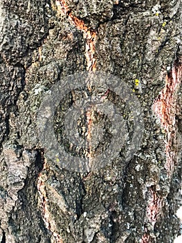 Bark of an old tree that is already covered with fungi, moss and mold.