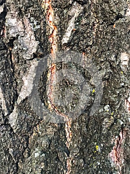 Bark of an old tree that is already covered with fungi, moss and mold.