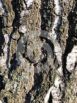 Bark of an old tree that is already covered with fungi, moss and mold.