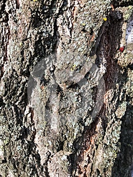 Bark of an old tree that is already covered with fungi, moss and mold.