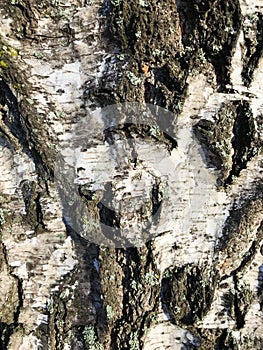 Bark of an old tree that is already covered with fungi, moss and mold.