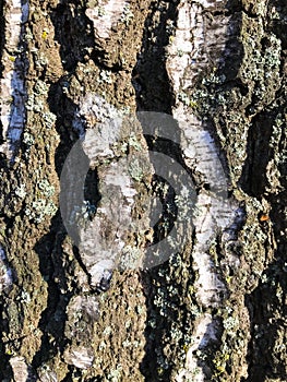 Bark of an old tree that is already covered with fungi, moss and mold.