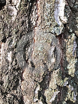 Bark of an old tree that is already covered with fungi, moss and mold.