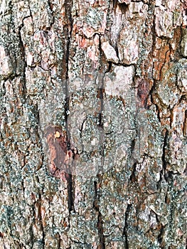 Bark of an old tree that is already covered with fungi, moss and mold.