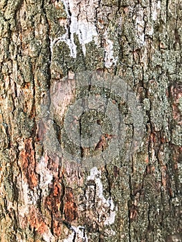 Bark of an old tree that is already covered with fungi, moss and mold.