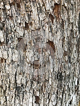 Bark of an old tree that is already covered with fungi, moss and mold.