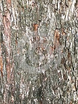 Bark of an old tree that is already covered with fungi, moss and mold.