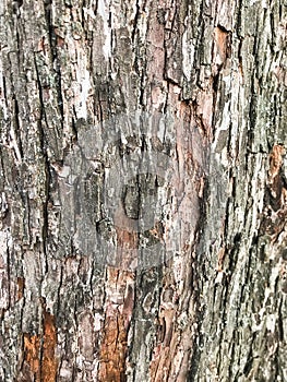 Bark of an old tree that is already covered with fungi, moss and mold.