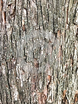 Bark of an old tree that is already covered with fungi, moss and mold.