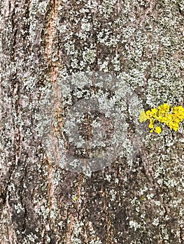 Bark of an old tree that is already covered with fungi, moss and mold.