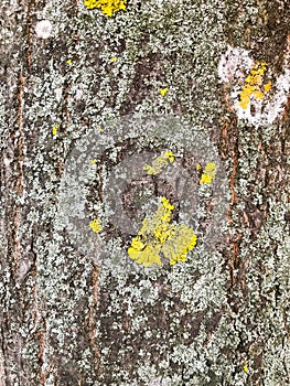 Bark of an old tree that is already covered with fungi, moss and mold.