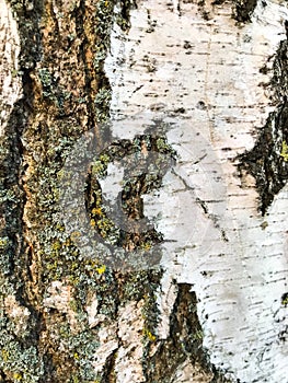 Bark of an old tree that is already covered with fungi, moss and mold.