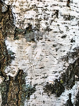 Bark of an old tree that is already covered with fungi, moss and mold.