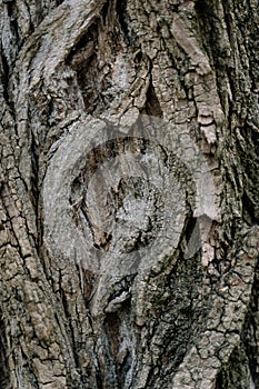 Bark of an old tree