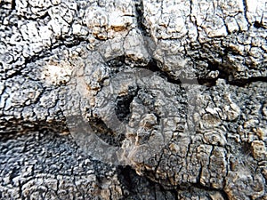 The bark of an old tree close-up the cracks, the wrinkles, the bumps, the roughness of the slot