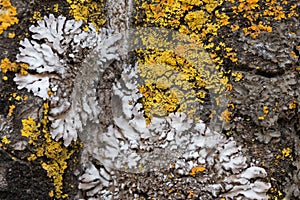 The bark of an old tree covered with a moss and lichens as structure Colors of the nature. Close up. Macro