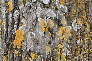 The bark of an old tree covered with a moss and lichens as structure Colors of the nature. Close up. Macro