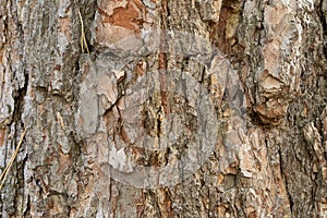 Bark of an old tree in the park as texture. Colors of the nature. Tree bark close up. Wood texture. Background