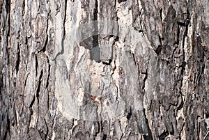 The bark of an old tree in the park. close up.