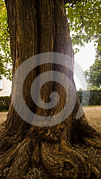 Bark of the old tree in the park.
