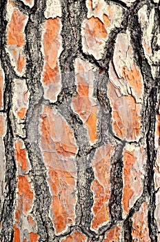 Bark old tree skin
