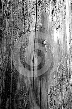 Bark of old tree texture in black and white