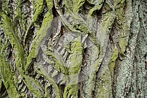Bark of the old tree. Slovakia