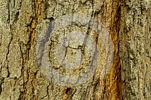 Bark old trunk texture from old tree