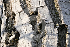 The bark of an old walnut tree