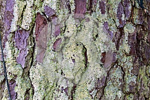 Bark of an old white pine tree