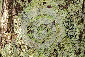 Bark of an old white pine tree