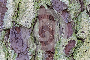Bark of an old white pine tree