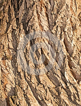 Bark of old willow close up