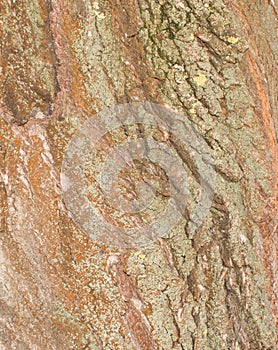 Bark of old willow close up