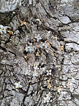 BARK OF OLIVE TREE WITH WHITE FLOWER