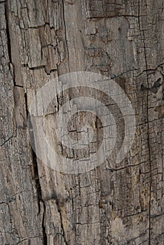 Bark, outer layer of the forest tree
