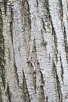 Bark
