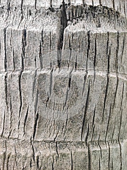 Bark is the outermost layers of stems