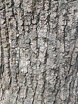 Bark is the outermost layers of stems