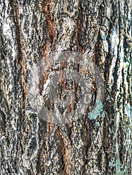 Closeup bark of tree photo