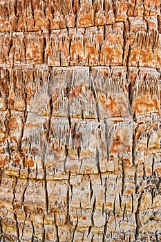 Bark of palm. Texture of bark of palm tree background. Close up texture and natural patterns, rustic background perfect