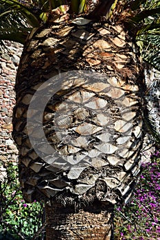 A bark palm tree in Mallorca, Spain