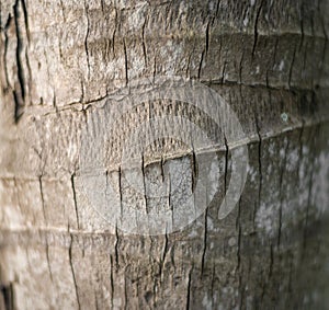 Bark of palm tree. Wood textured background.