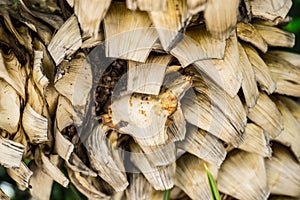 Bark Palms , Upper trunk detail of palm tree background