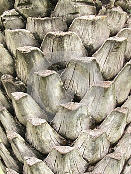 Bark Palms , Upper trunk detail of palm tree background texture