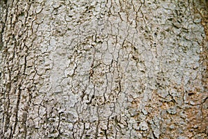 Bark of Parinari anamense Hance tree