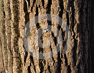 Bark pattern is seamless texture from tree. Background