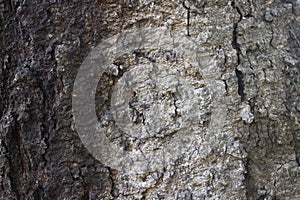 Bark pattern is seamless texture from tree. For background wood work, Bark of brown hardwood, thick bark hardwood.